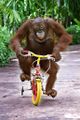 Monkeybike.jpg